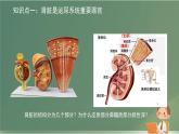 初中生物北師大版（2024）七年級(jí)下冊(cè)4.9.2 尿的形成與排出 課件