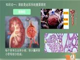 初中生物北師大版（2024）七年級(jí)下冊(cè)4.9.2 尿的形成與排出 課件