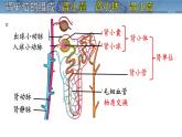 初中生物北師大版（2024）七年級(jí)下冊(cè)4.9.2 尿的形成與排出 課件