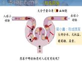 初中生物北師大版（2024）七年級(jí)下冊(cè)4.9.2 尿的形成與排出 課件