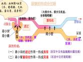初中生物北師大版（2024）七年級(jí)下冊(cè)4.9.2 尿的形成與排出 課件
