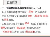 初中生物北師大版（2024）七年級(jí)下冊(cè)4.9.2 尿的形成與排出（第1課時(shí)） 課件