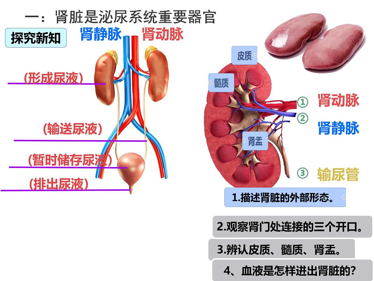 初中生物北师大版（2024）七年级下册4.9.2 尿的形成与排出（第1课时） 课件第4页