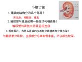 初中生物北師大版（2024）七年級(jí)下冊(cè)4.9.2 尿的形成與排出（第1課時(shí)） 課件