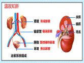 初中生物北師大版（2024）七年級(jí)下冊(cè)4.9.2 尿的形成與排出（第2課時(shí)） 課件