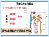 初中生物北師大版（2024）七年級(jí)下冊(cè)4.9.2 尿的形成與排出（第2課時(shí)） 課件