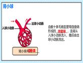 初中生物北師大版（2024）七年級(jí)下冊(cè)4.9.2 尿的形成與排出（第2課時(shí)） 課件