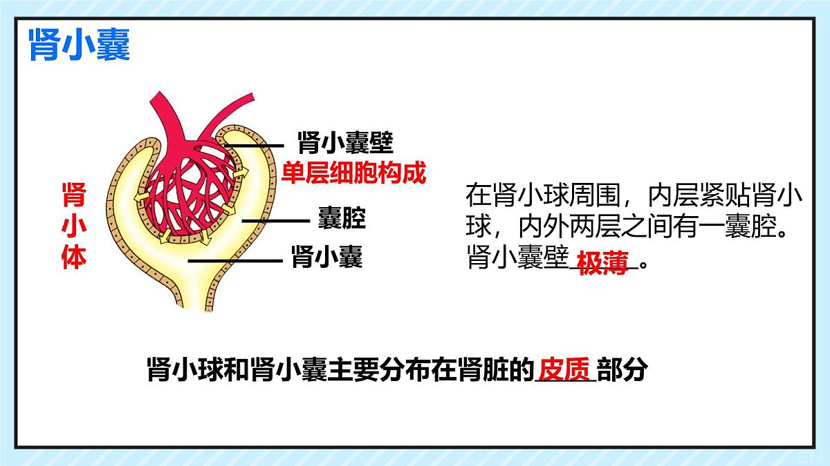 初中生物北师大版（2024）七年级下册4.9.2 尿的形成与排出（第2课时） 课件第6页