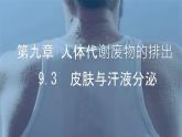 初中生物北師大版（2024）七年級(jí)下冊(cè)4.9.3  皮膚與汗液分泌 課件