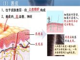 初中生物北師大版（2024）七年級(jí)下冊(cè)4.9.3  皮膚與汗液分泌 課件