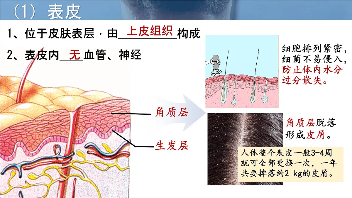初中生物北师大版（2024）七年级下册4.9.3 皮肤与汗液分泌 课件第3页