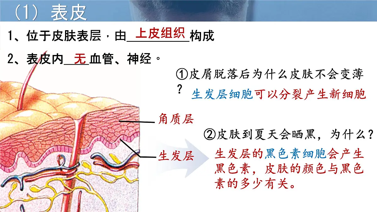 初中生物北师大版（2024）七年级下册4.9.3 皮肤与汗液分泌 课件第4页