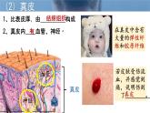初中生物北師大版（2024）七年級(jí)下冊(cè)4.9.3  皮膚與汗液分泌 課件