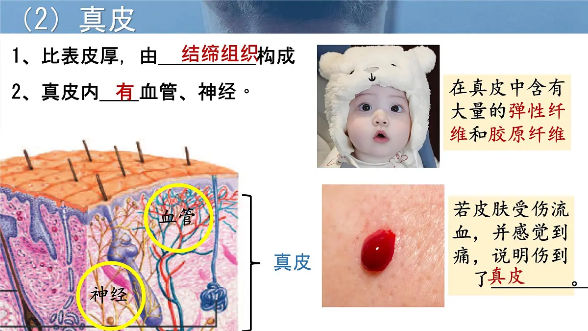 初中生物北师大版（2024）七年级下册4.9.3 皮肤与汗液分泌 课件第5页