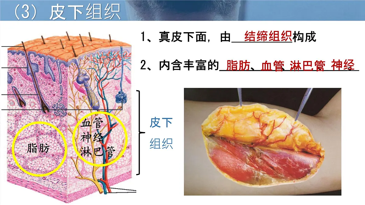 初中生物北师大版（2024）七年级下册4.9.3 皮肤与汗液分泌 课件第6页