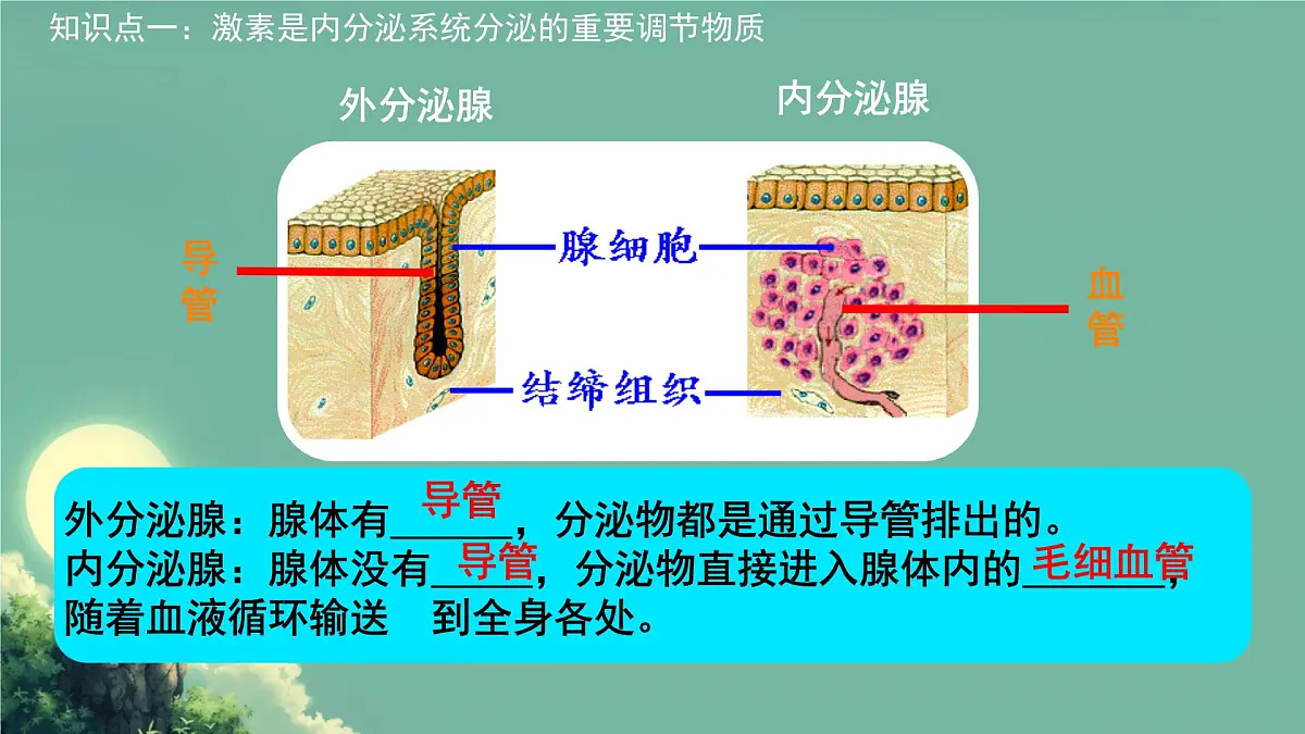 初中生物北师大版（2024）七年级下册4.10.3 激素调节 课件第4页