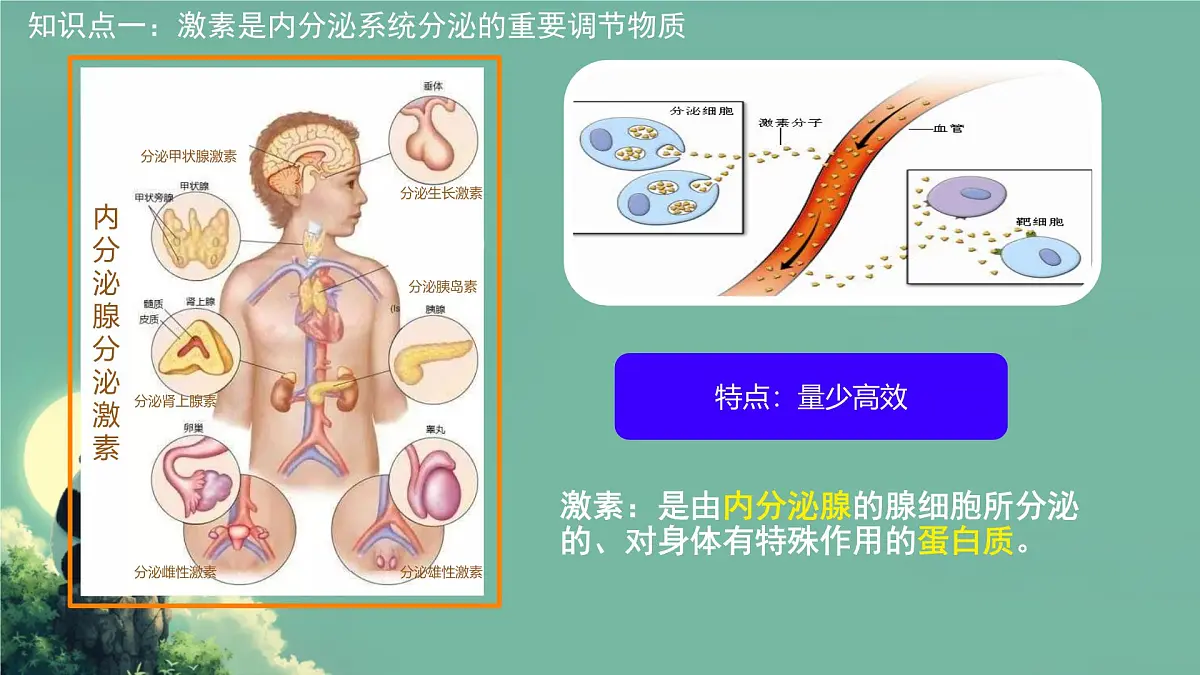 初中生物北师大版（2024）七年级下册4.10.3 激素调节 课件第5页
