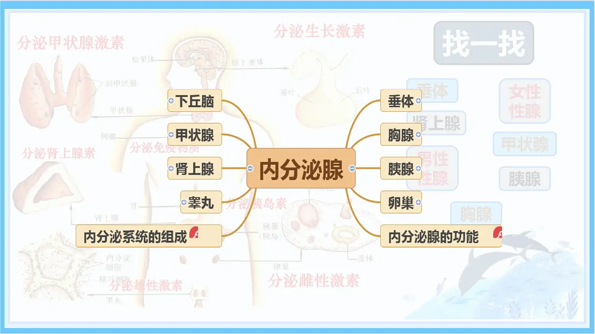 初中生物北师大版（2024）七年级下册4.10.3 激素调节 课件第6页