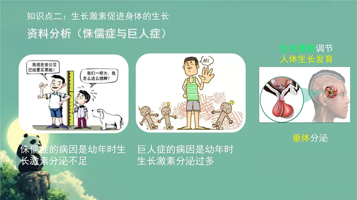 初中生物北师大版（2024）七年级下册4.10.3 激素调节 课件第8页