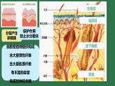初中生物北師大版（2024）七年級(jí)下冊(cè)4.9.3 皮膚與汗液分泌 課件
