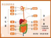 4.6.2 食物的消化和營養(yǎng)物質的吸收 課件 生物北師大版（2024）七年級下冊