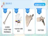 第11章 第1節(jié)《人體的骨骼》課件 生物北師大版（2024）七年級下冊