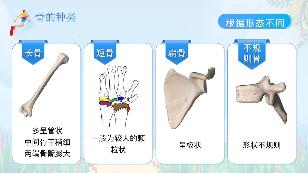 第11章 第1节《人体的骨骼》课件 生物北师大版（2024）七年级下册第4页