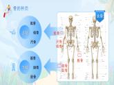 第11章 第1節(jié)《人體的骨骼》課件 生物北師大版（2024）七年級下冊