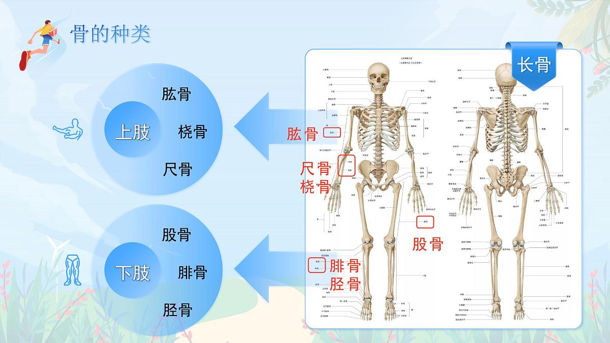 第11章 第1节《人体的骨骼》课件 生物北师大版（2024）七年级下册第5页