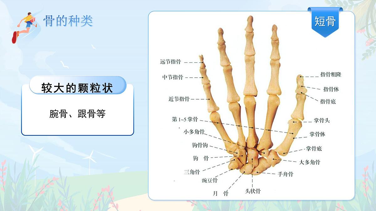 第11章 第1节《人体的骨骼》课件 生物北师大版（2024）七年级下册第6页