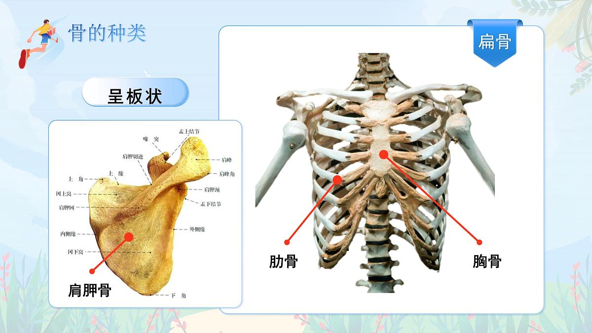 第11章 第1节《人体的骨骼》课件 生物北师大版（2024）七年级下册第7页