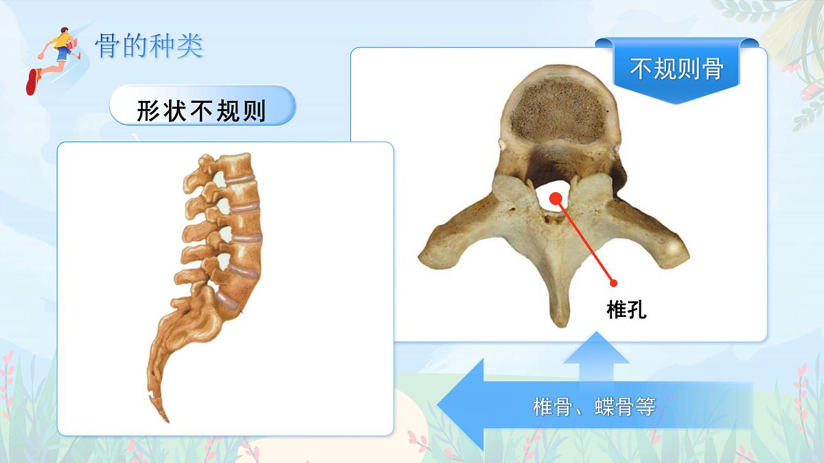 第11章 第1节《人体的骨骼》课件 生物北师大版（2024）七年级下册第8页