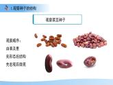 第1節(jié) 種子的萌發(fā) 第1課時 課件  生物蘇教版（2024）七年級下冊