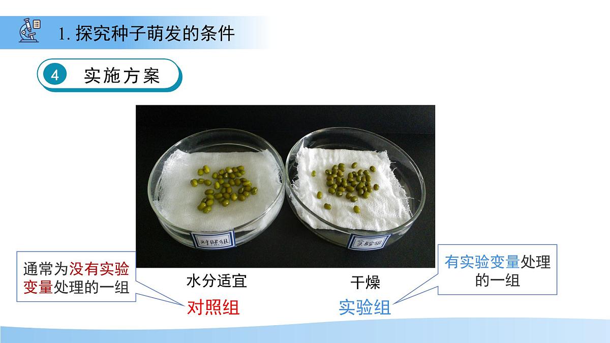 第1节 种子的萌发 第2课时 课件  生物苏教版（2024）七年级下册第8页