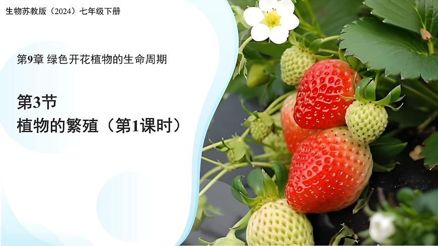 第3节 植物的繁殖 第1课时 课件  生物苏教版（2024）七年级下册第1页