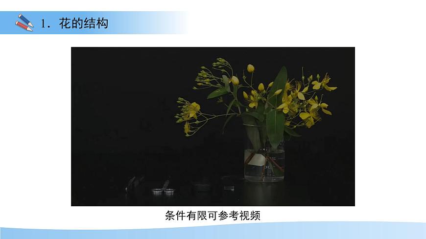 第3节 植物的繁殖 第1课时 课件  生物苏教版（2024）七年级下册第5页