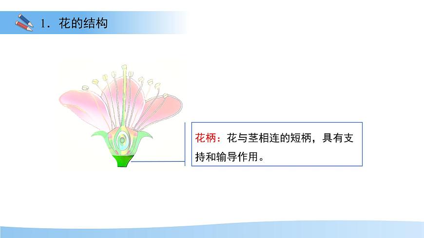 第3节 植物的繁殖 第1课时 课件  生物苏教版（2024）七年级下册第6页