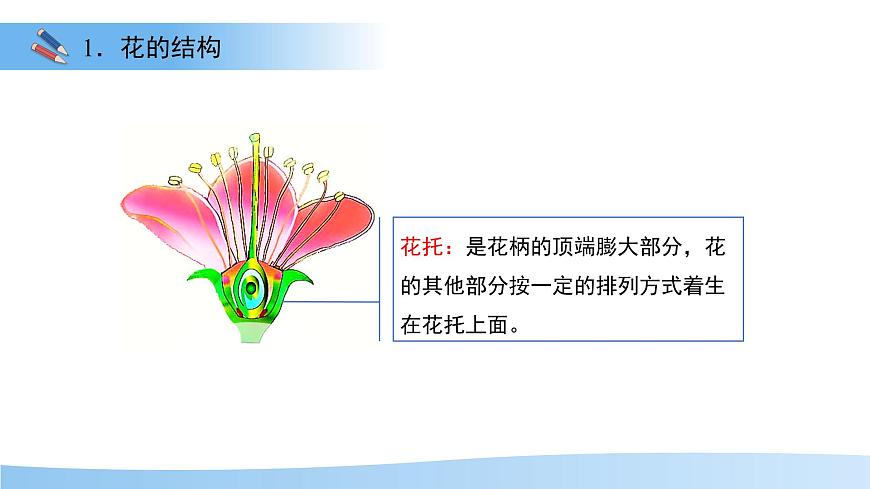 第3节 植物的繁殖 第1课时 课件  生物苏教版（2024）七年级下册第7页