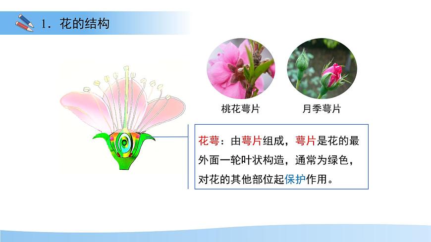 第3节 植物的繁殖 第1课时 课件  生物苏教版（2024）七年级下册第8页