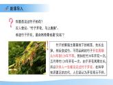 第3節(jié) 植物的繁殖 第2課時 課件  生物蘇教版（2024）七年級下冊