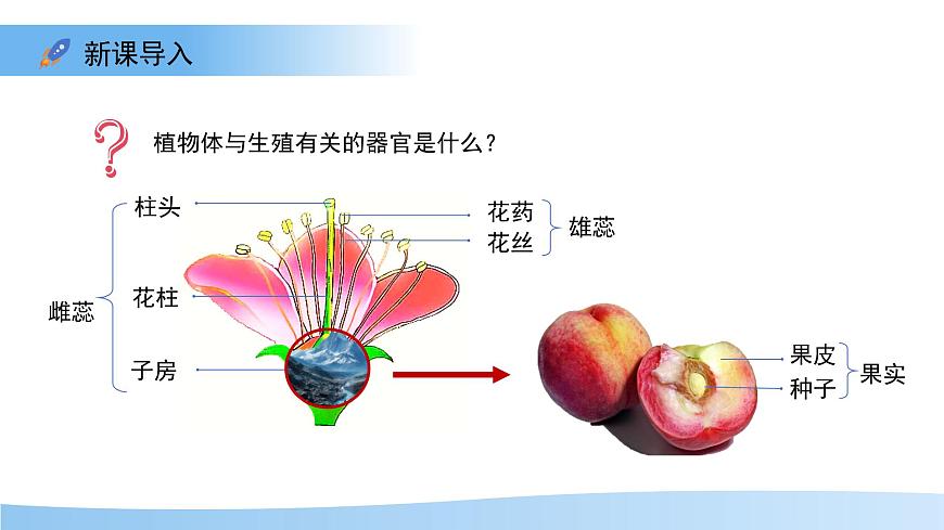 第3节 植物的繁殖 第2课时 课件  生物苏教版（2024）七年级下册第5页