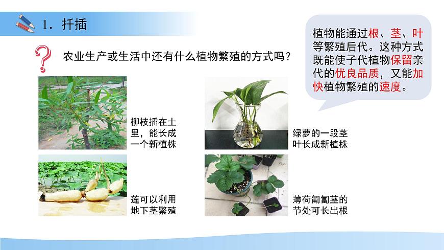 第3节 植物的繁殖 第2课时 课件  生物苏教版（2024）七年级下册第6页