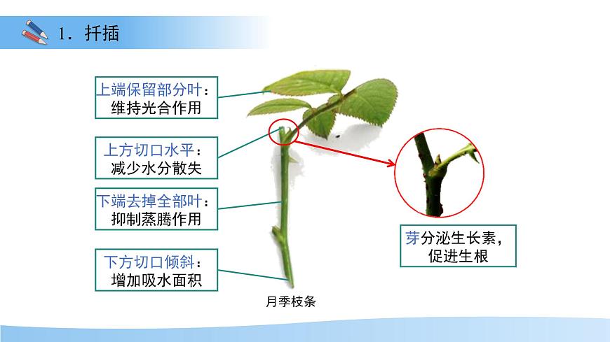 第3节 植物的繁殖 第2课时 课件  生物苏教版（2024）七年级下册第8页