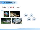 第1節(jié) 生態(tài)系統(tǒng)的構(gòu)成 第1課時(shí) 課件 生物蘇教版（2024）七年級(jí)下冊(cè)