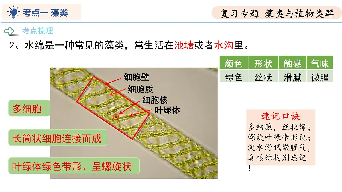 第7章 藻类与植物类群（复习课件） 2025学年七年级生物下学期期中考点大串讲（苏科版2024）第5页