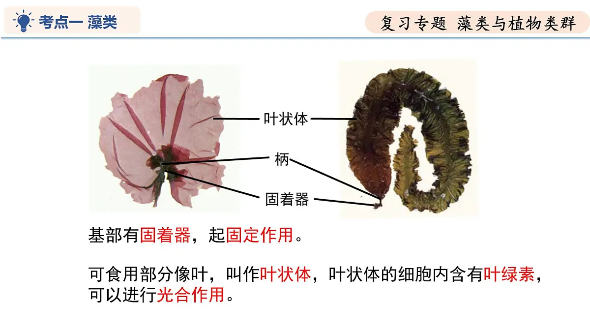 第7章 藻类与植物类群（复习课件） 2025学年七年级生物下学期期中考点大串讲（苏科版2024）第6页