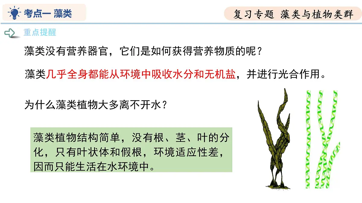 第7章 藻类与植物类群（复习课件） 2025学年七年级生物下学期期中考点大串讲（苏科版2024）第7页
