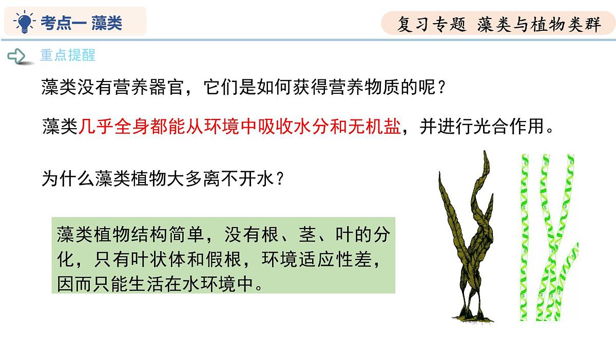 第7章 藻类与植物类群（复习课件） 2025学年七年级生物下学期期中考点大串讲（苏科版2024）第7页