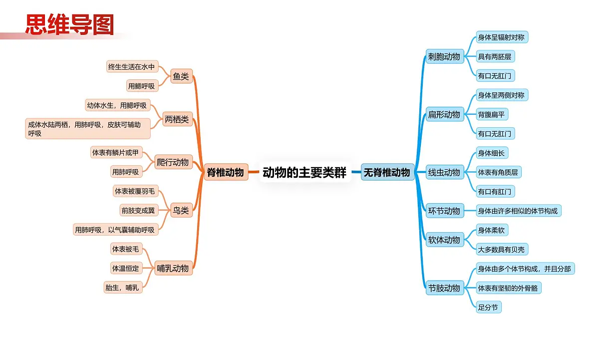 第8章 动物的主要类群（复习课件）-2024-2025学年七年级生物下学期期中考点大串讲（苏科版2024）第2页