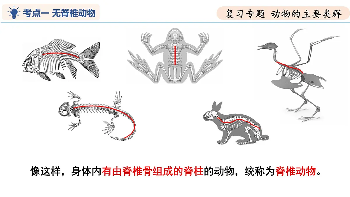第8章 动物的主要类群（复习课件）-2024-2025学年七年级生物下学期期中考点大串讲（苏科版2024）第4页